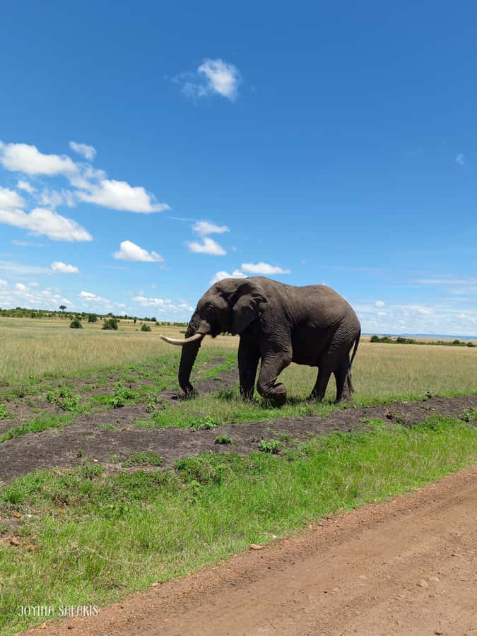 From Nairobi : 2-Days 1-Night Masai Mara Private 4WD Safari - Evening at the Mara River: Hippos, Crocs, and Migration Energy