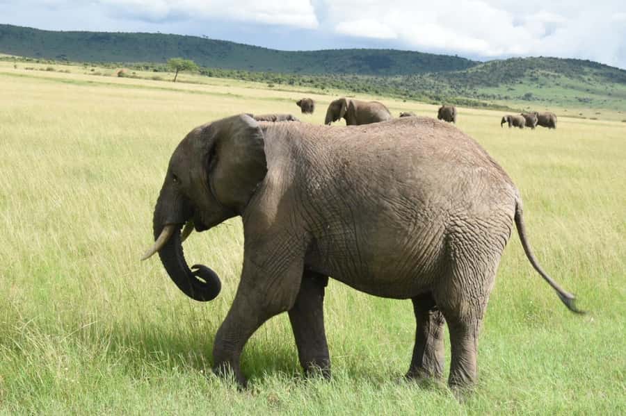 From Nairobi : 2-Days 1-Night Masai Mara Private 4WD Safari - Day 2 Sunrise, Breakfast, and the Masai Village Option