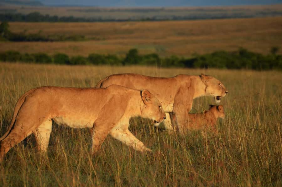 From Nairobi : 2-Days 1-Night Masai Mara Private 4WD Safari - Picking the Right Safari Guide Style: How to Maximize Your Wildlife Odds