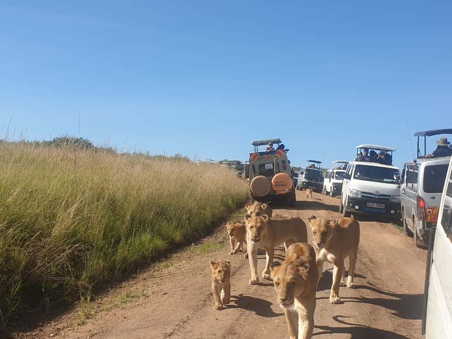 From Nairobi: 3 Days, 2 Nights Maasai Mara Group Safari - Sunset game drive from 4:00 to 6:00 PM, when animals show off