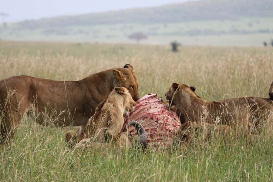 From Nairobi: 3 Days, 2 Nights Maasai Mara Group Safari - Rhino Tourist Camp dinners, comfortable camping, and what to expect from the tent