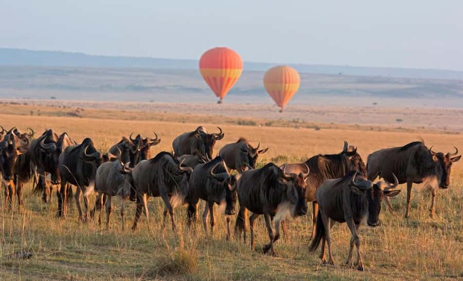 From Nairobi:3-Days 2-Nights Maasai Mara Group Safari in 4WD - Key things to know before you go