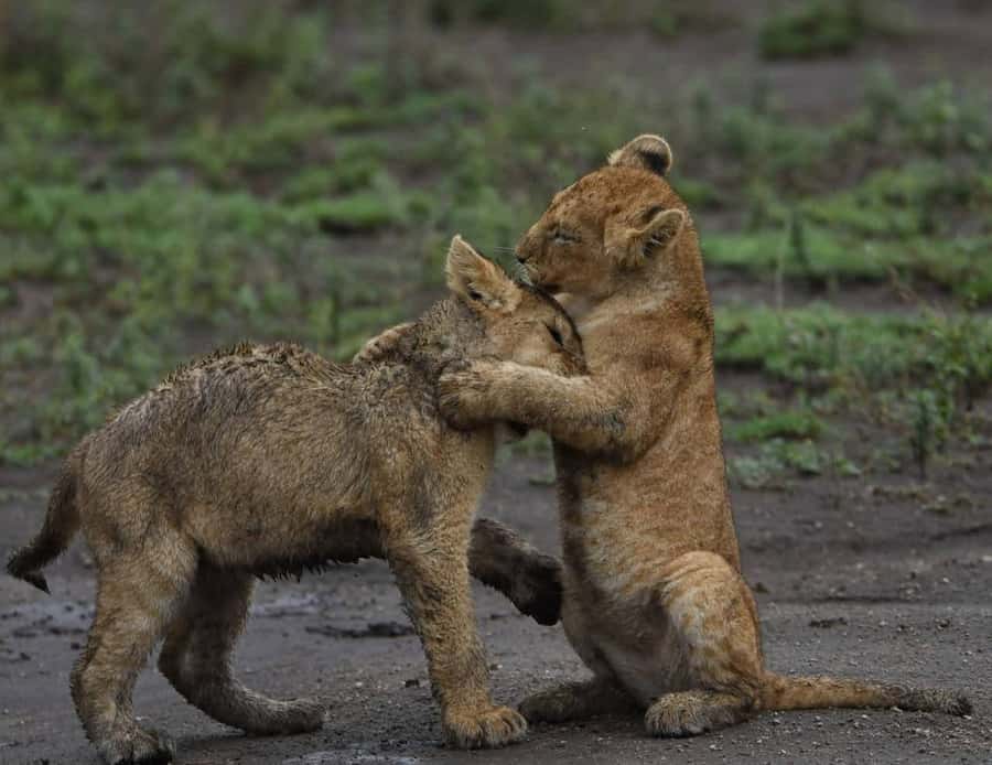 From Nairobi:3-Days 2-Nights Maasai Mara Group Safari in 4WD - Day 1 evening game drive, 4:00 PM to 6:00 PM predator time