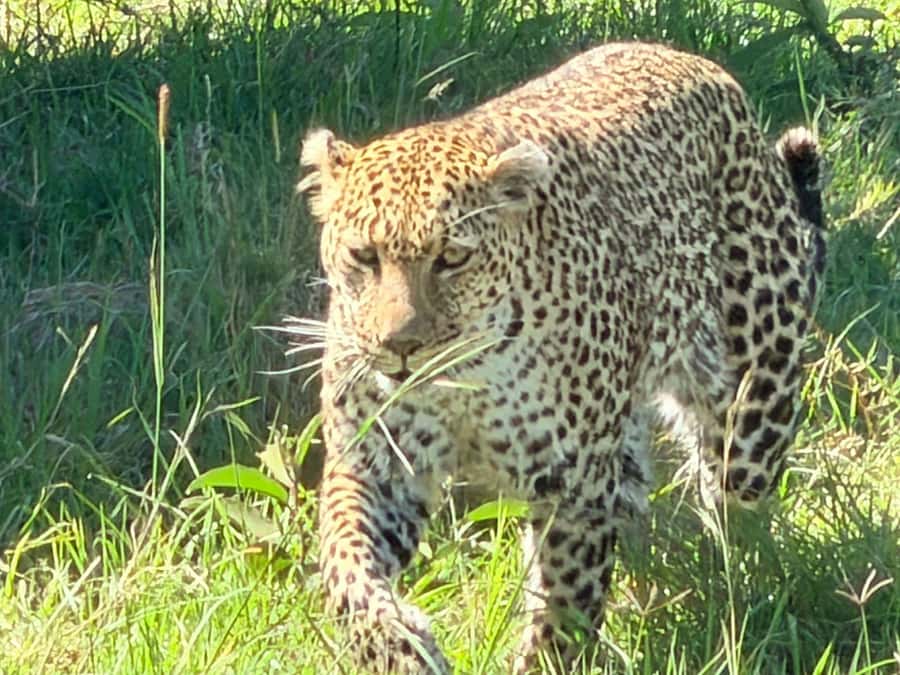 From Nairobi:3-Days 2-Nights Maasai Mara Group Safari in 4WD - Day 2 full-day game drives: how you actually improve your odds