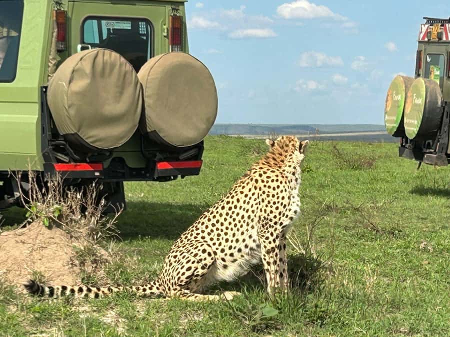 From Nairobi:3-Days 2-Nights Maasai Mara Group Safari in 4WD - Day 3 Mara to Nairobi, plus the optional Masai village visit