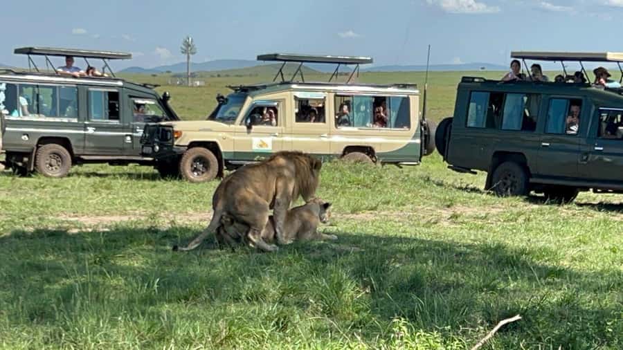 From Nairobi:3-Days 2-Nights Maasai Mara Group Safari in 4WD - Price and value check: $230 plus park fees can change the math
