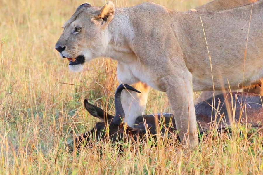 From Nairobi:3-Days 2-Nights Maasai Mara Group Safari in 4WD - How to spot more wildlife, and make the ride easier