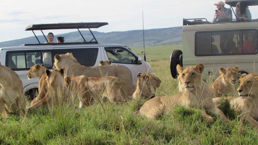 From Nairobi:3-Days 2-Nights Maasai Mara Group Safari in 4WD - Who this Maasai Mara group safari suits best