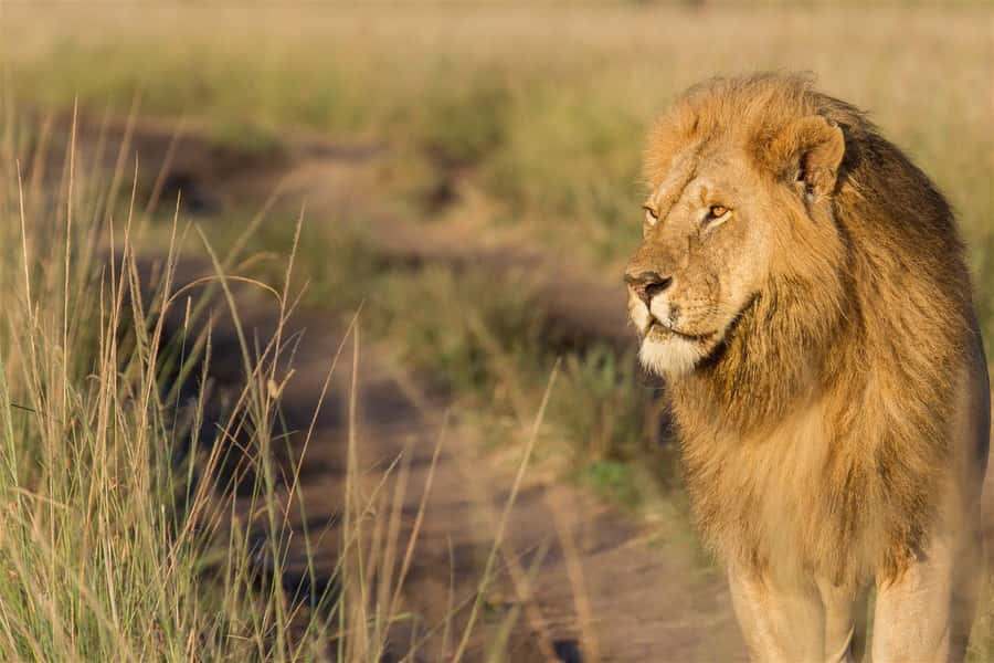 From Nairobi: 3 Days 2 Nights Masai Mara Group Safari - Key highlights that matter in real life