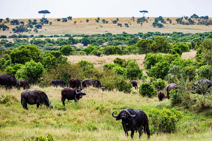 From Nairobi: 3 Days 2 Nights Masai Mara Group Safari - Nairobi to the wild: why this short safari is worth it