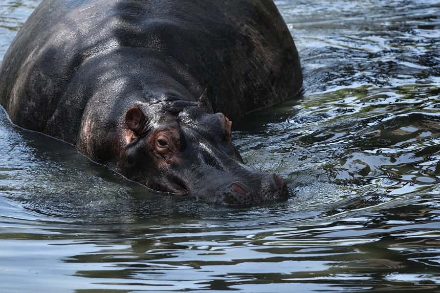 From Nairobi: 3 Days 2 Nights Masai Mara Group Safari - Day 2 in Maasai Mara: Big Five searching and the Mara River chase