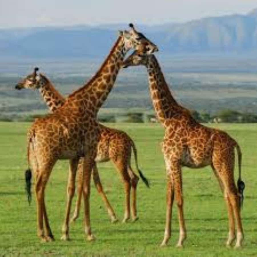 From Nairobi: 3 - Days Maasai Mara Group Safari by 4WD - Key Points I Found Most Helpful