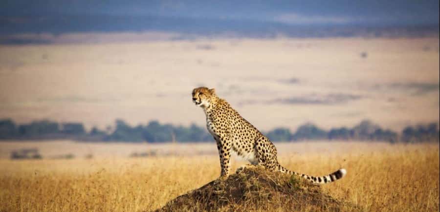 From Nairobi: 3 - Days Maasai Mara Group Safari by 4WD - Maasai Mara in 3 Days: What You Truly Get for $240