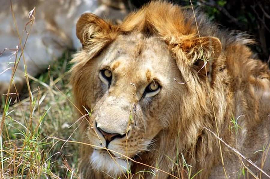 From Nairobi: 7 Days Masai Mara, Nakuru, and Amboseli Safari - Getting Into Safari Mode From Nairobi