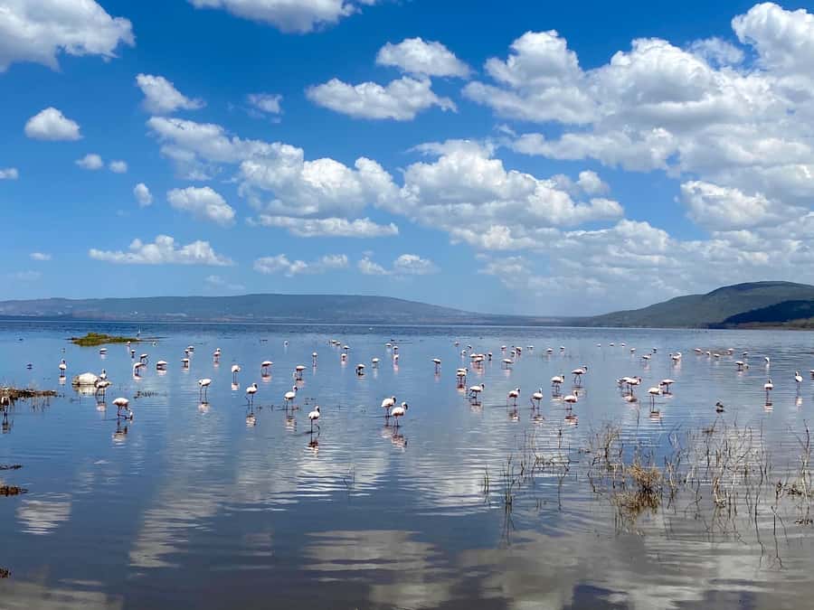 From Nairobi: 7 Days Masai Mara, Nakuru, and Amboseli Safari - Hell’s Gate on Bikes and Amboseli’s Kilimanjaro Backdrop on Day 5