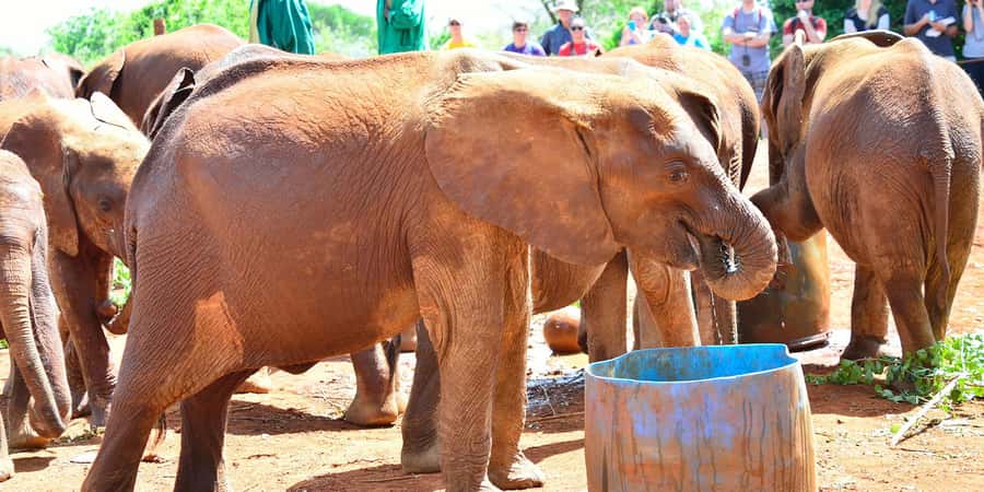From Nairobi: David Sheldrick Elephant Orphanage Tour - Key highlights to look for before you go