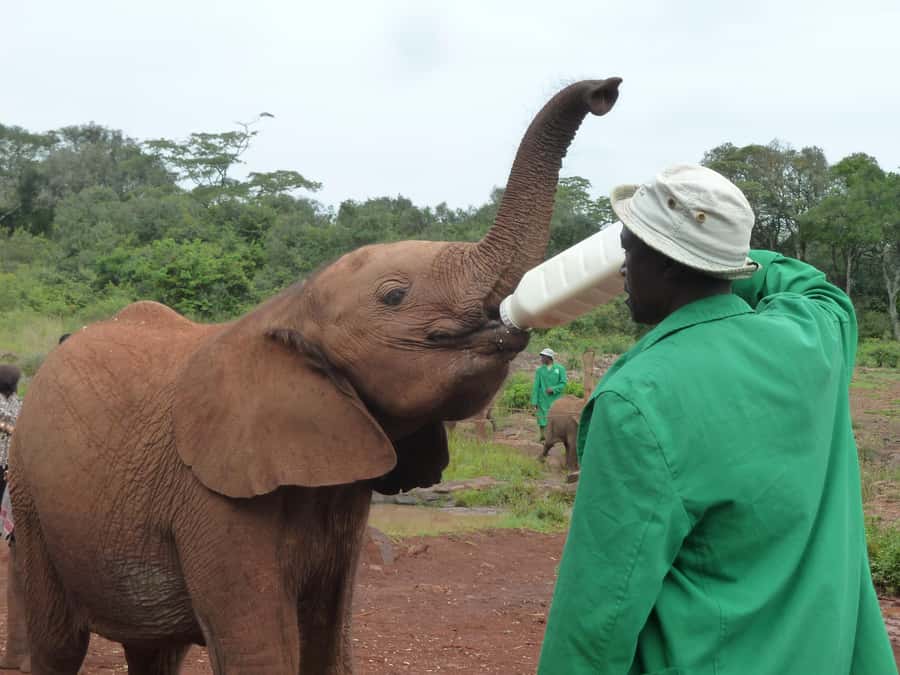 From Nairobi: David Sheldrick Elephant Orphanage Tour - Nairobi to the orphanage: what that drive really means