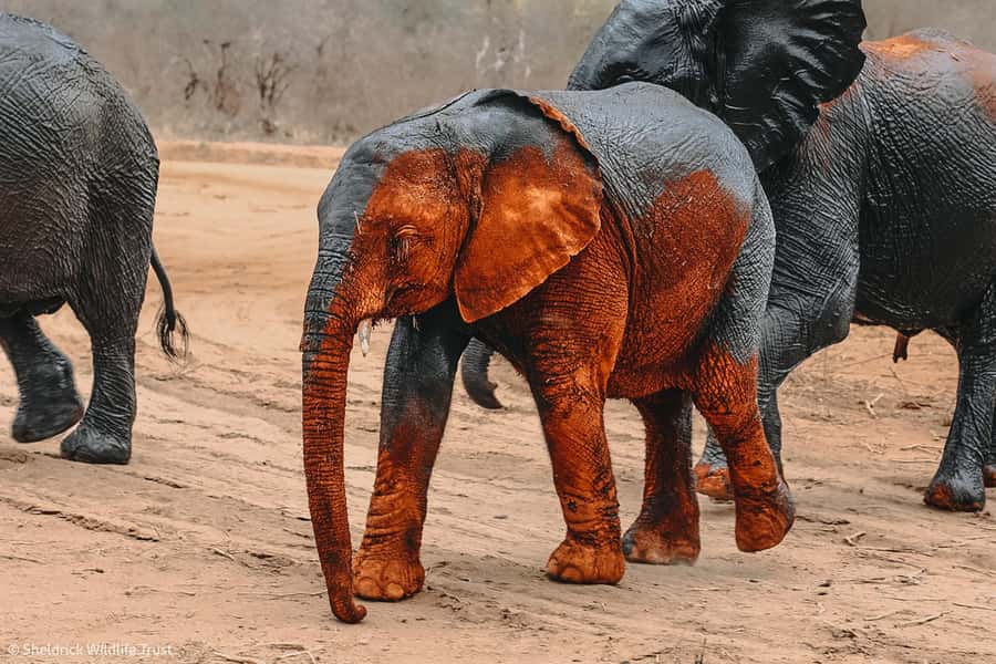 From Nairobi: David Sheldrick Elephant Orphanage Tour - Why these elephants are orphaned: the causes you will hear