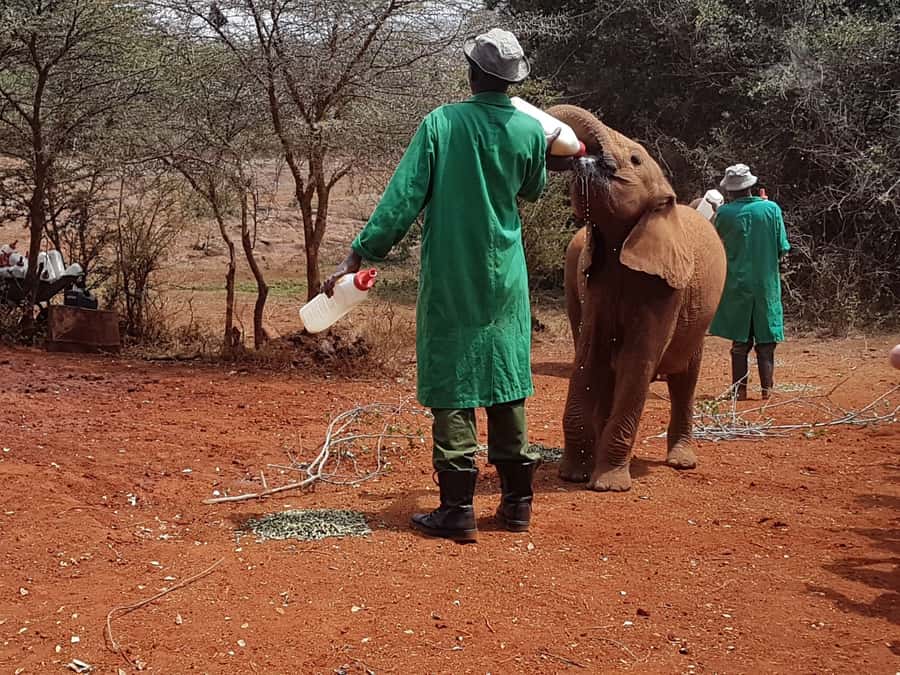 From Nairobi: David Sheldrick Elephant Orphanage Tour - Walking in: what you will see at the David Sheldrick center