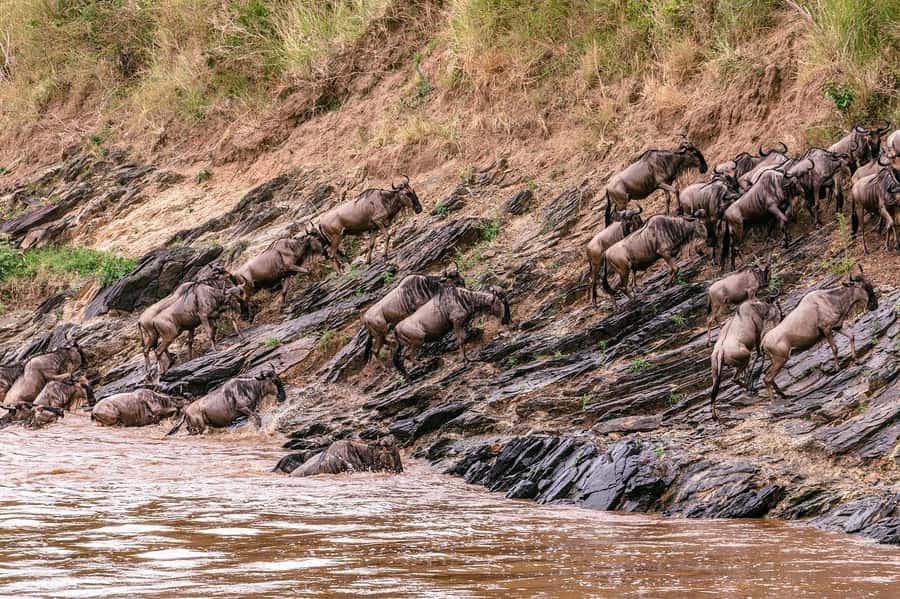 From Nairobi: Day Tour to Maasai Mara - Why this one-day Maasai Mara plan works from Nairobi