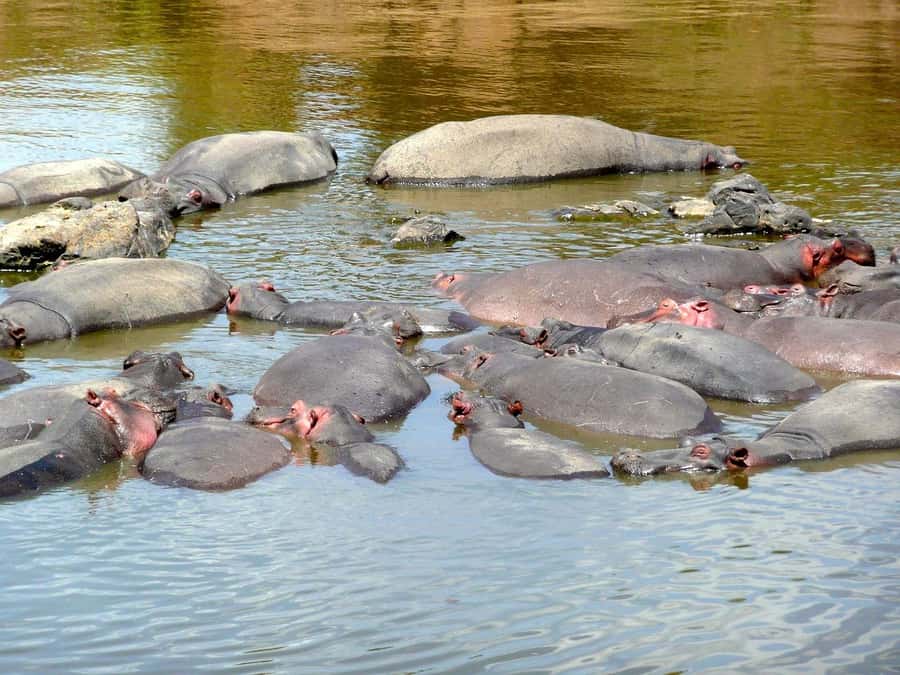 From Nairobi: Day Tour to Maasai Mara - Big Five chances, wildebeest migration, and birding in one day
