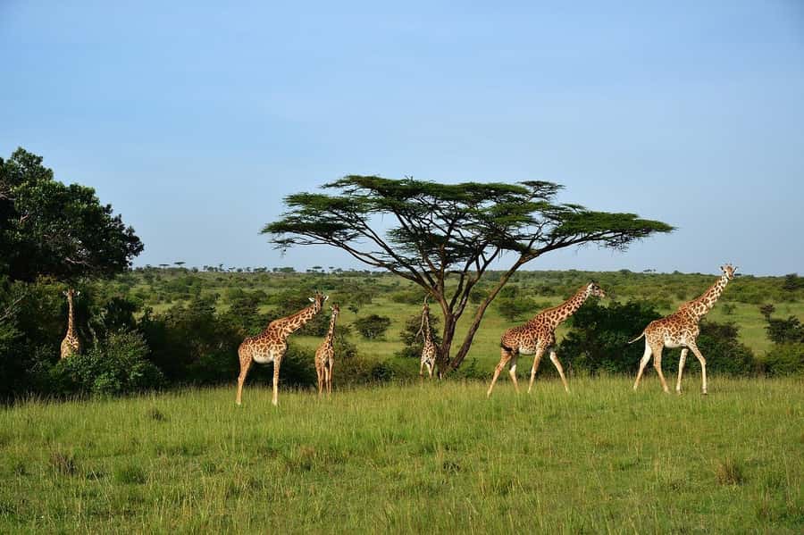 From Nairobi: Day Tour to Maasai Mara - Price and value: what $250 includes, and what can add up