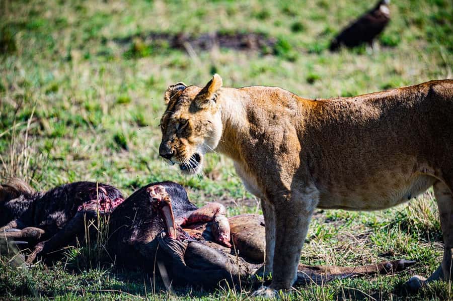 From Nairobi: Day Tour to Maasai Mara - Guide impact in the real world, not just the brochure