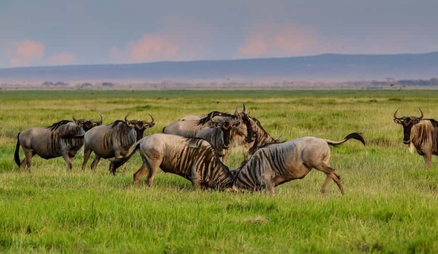 From Nairobi: Day Trip to Amboseli National Park - Amboseli in one day: what makes it worth the long haul