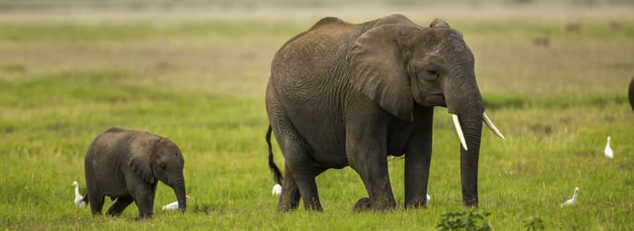 From Nairobi: Day Trip to Amboseli National Park - Lunch at Ol Tukai Lodge: why this break matters