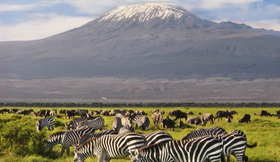 From Nairobi: Day Trip to Amboseli National Park - Who guides you and how the experience feels in the van
