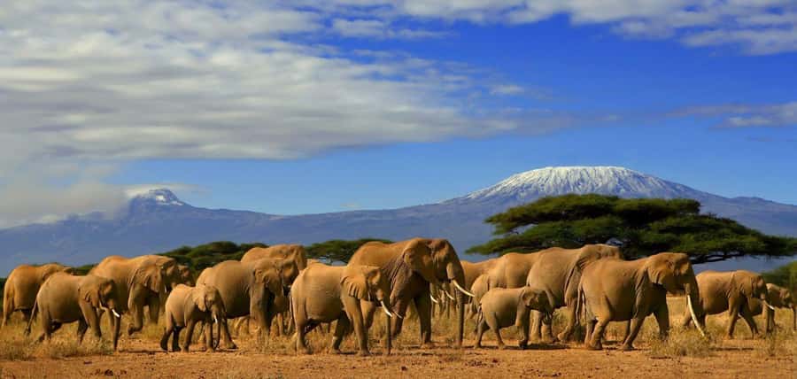 From Nairobi: Day Trip to Amboseli National Park - The Nairobi drive: sunrise energy on the Nairobi-Mombasa Highway