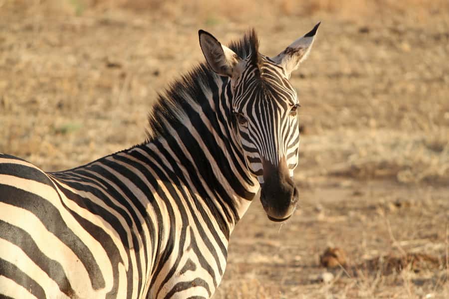 From Nairobi: Day Trip to Hells gate and Lake Naivasha - Lake Naivasha: Crescent Island game park walk and a boat cruise close to wildlife