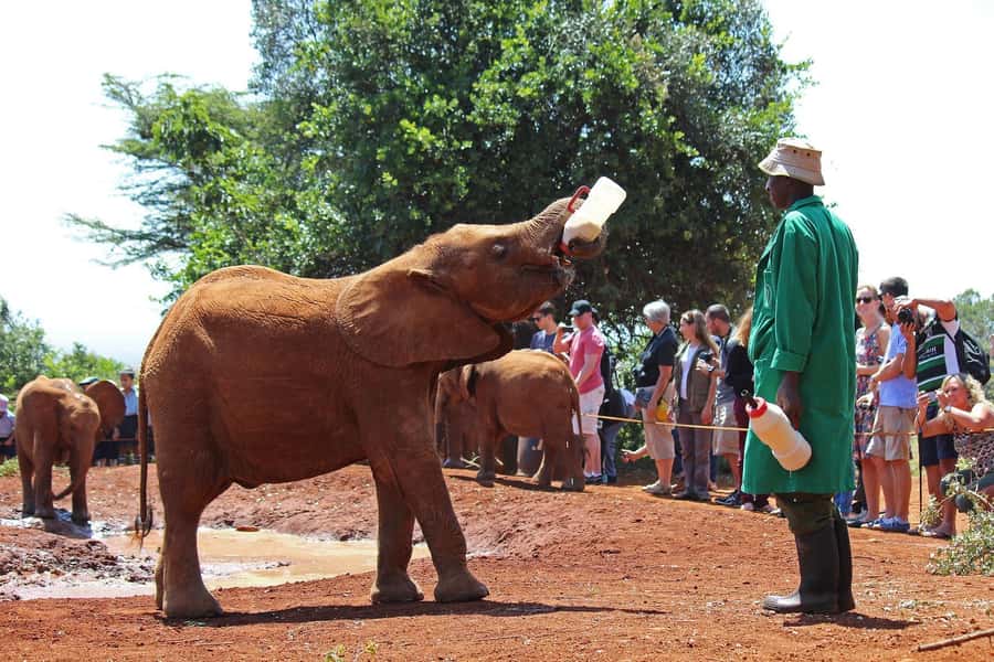 From Nairobi: Elephant Orphanage and Giraffe Center Day Trip - Key highlights before you go