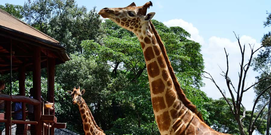 From Nairobi: Elephant Orphanage and Giraffe Center Day Trip - How the day flows from hotel pickup to animal encounters