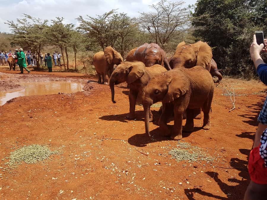 From Nairobi: Elephant Orphanage and Giraffe Center Day Trip - Price and logistics: what the $90 covers, and what you still need to budget