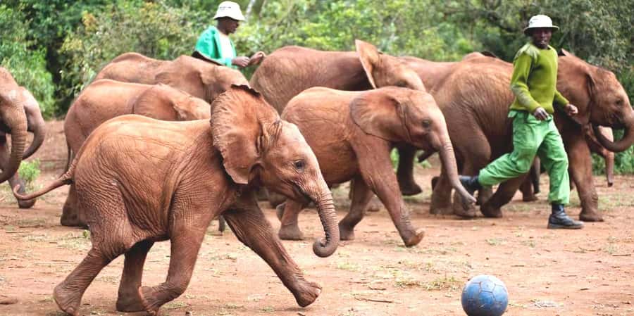 From Nairobi: Elephant Orphanage and Giraffe Center Day Trip - Giraffe Centre: feeding Rothschild giraffes in a semi-wild setup