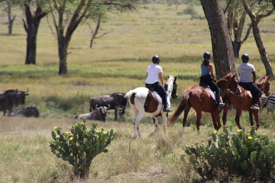 From Nairobi: Horseback Wildlife Safari with Transfer & Meal - Key Highlights You’ll Care About