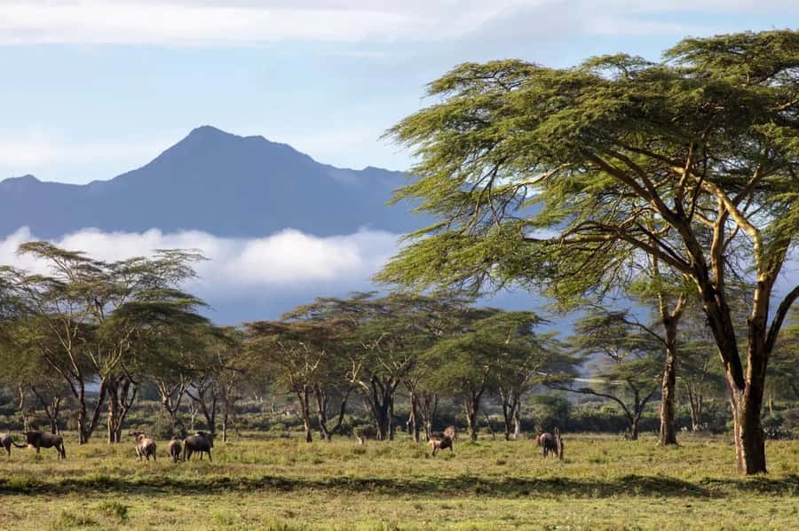 From Nairobi: Horseback Wildlife Safari with Transfer & Meal - Meet Your Horse and Learn the Basics Before You Ride