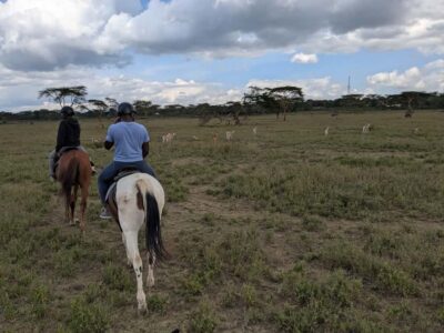 Horseback Wildlife Safari with Transfer & Meal