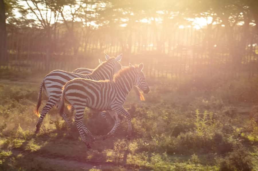 From Nairobi: Horseback Wildlife Safari with Transfer & Meal - Lunch Stop at a Conservancy Restaurant: What You Get and What to Plan
