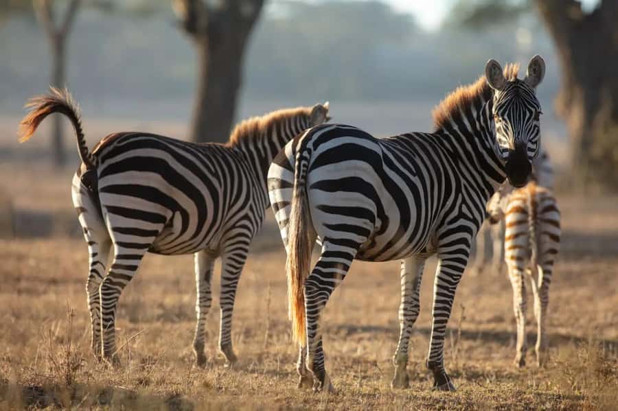 From Nairobi: Horseback Wildlife Safari with Transfer & Meal - Safety, Horse Temperament, and Real Advice for First-Timers