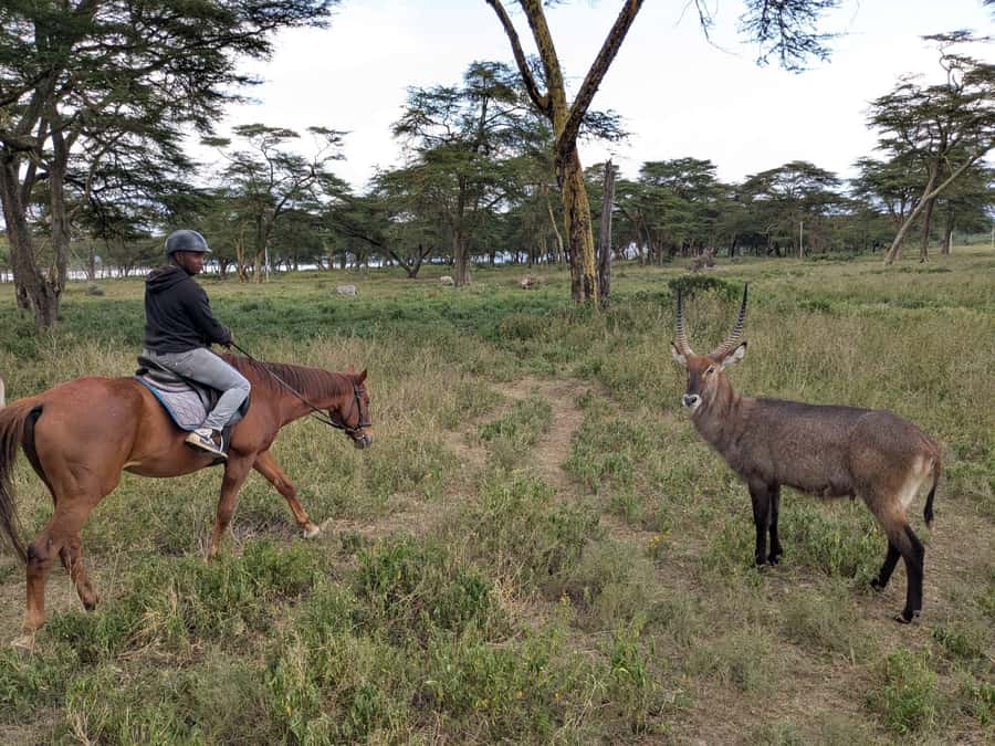 From Nairobi: Horseback Wildlife Safari with Transfer & Meal - What to Wear and Bring in Kenya Heat