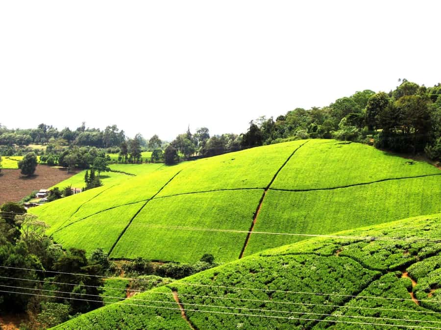 From Nairobi: Kiambethu Tea Farm Tour & Lunch - Key things to know before you go