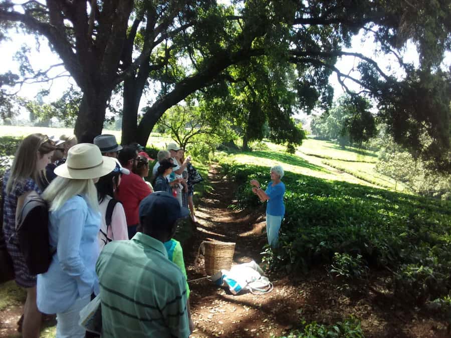 From Nairobi: Kiambethu Tea Farm Tour & Lunch - Price and value: $160 includes transfers, entrance, and an English guide