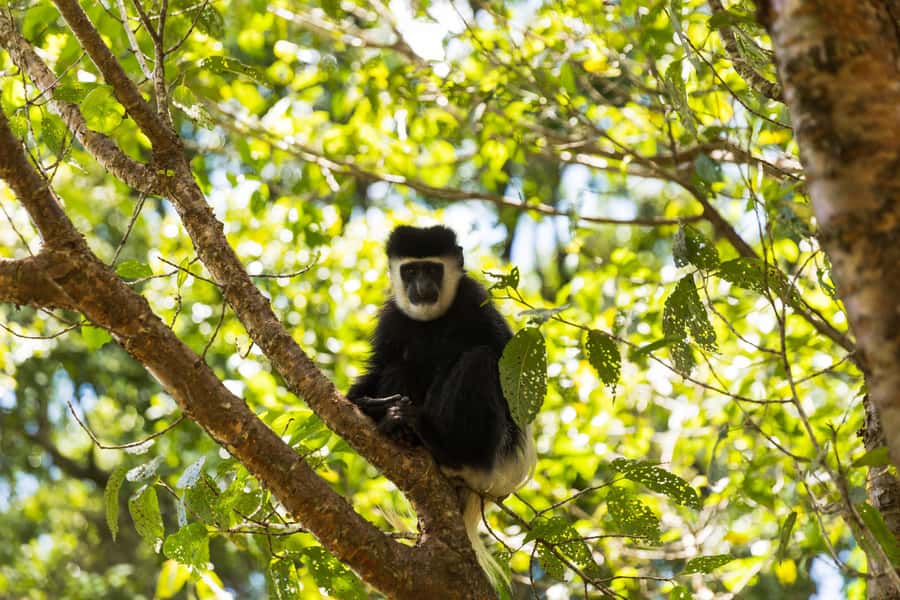 From Nairobi: Kiambethu Tea Farm Tour & Lunch - Nairobi pickup at 9:30 am and a long scenic van ride