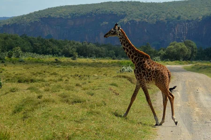 From Nairobi: Lake Naivasha and Hell's Gate Park Day Tour - Key highlights worth planning for