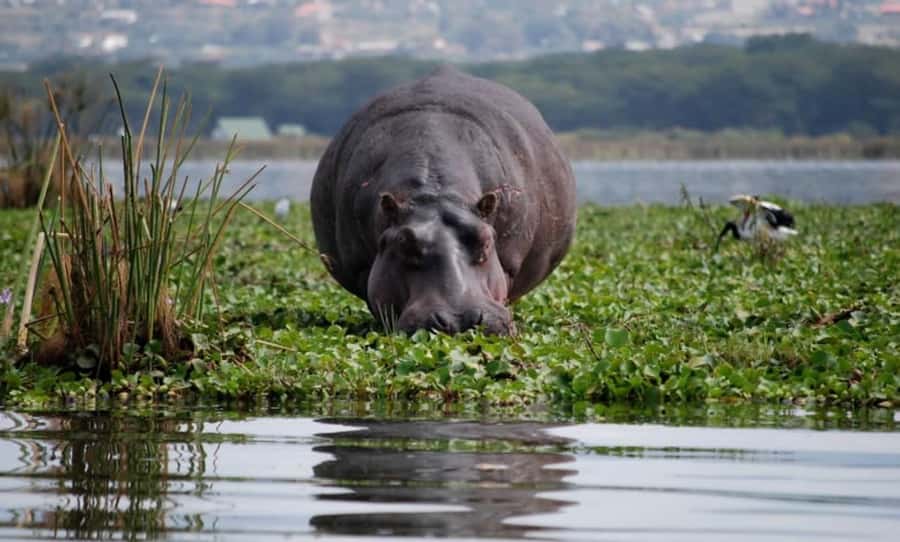From Nairobi: Lake Naivasha and Hell's Gate Park Day Tour - A full Rift Valley day: viewpoint to park to lake