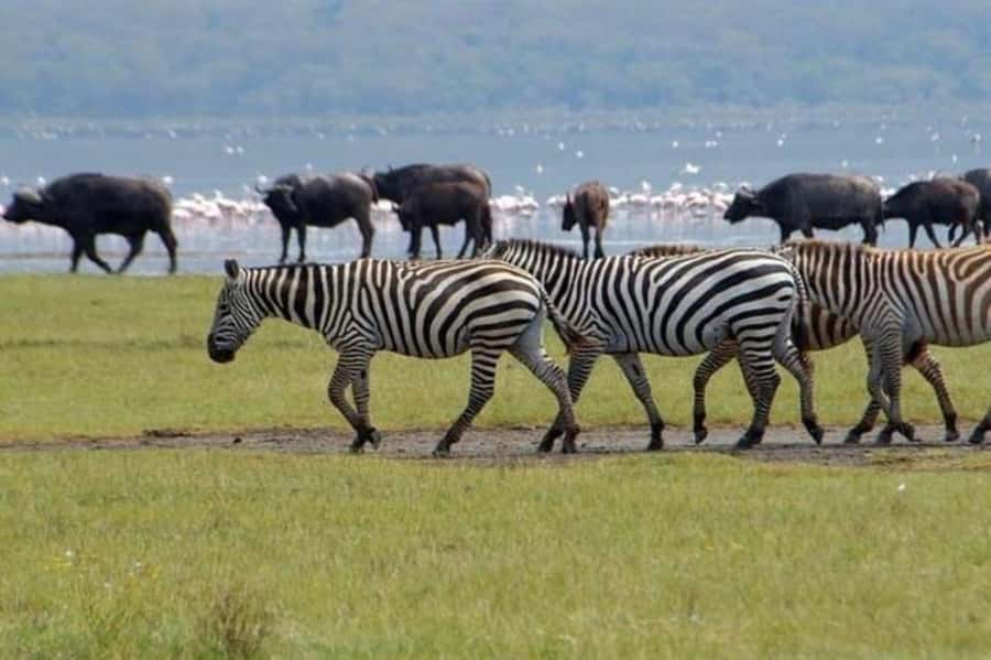 From Nairobi: Lake Nakuru National Park Full-Day Tour - Entering Lake Nakuru National Park: the game drive mindset