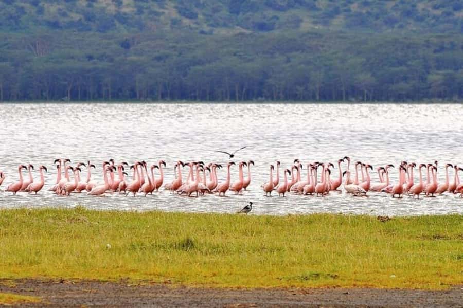 From Nairobi: Lake Nakuru National Park Full-Day Tour - Birding with 400+ species: what that means for your day
