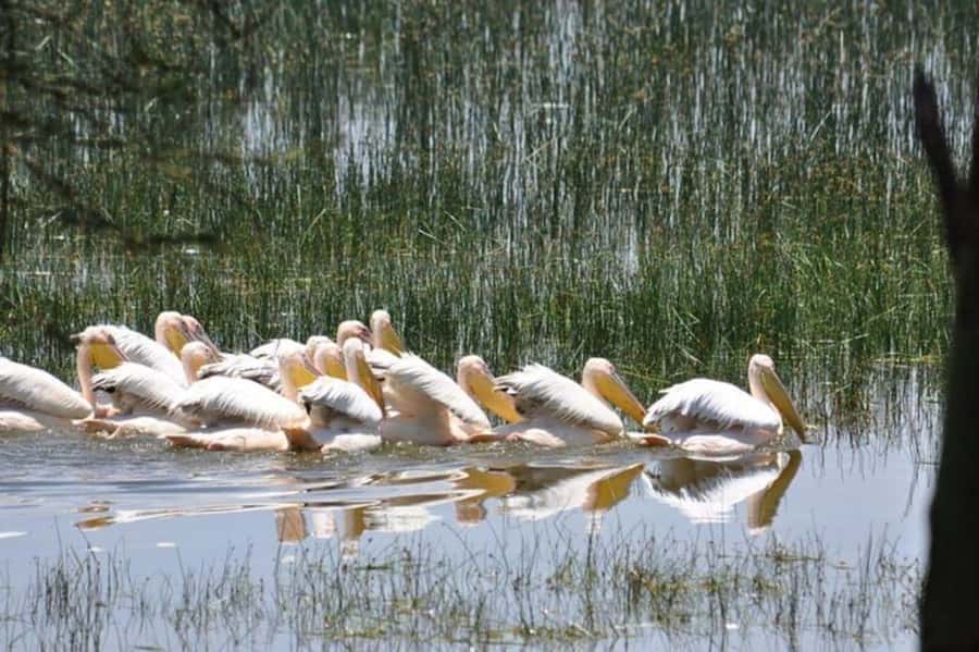 From Nairobi: Lake Nakuru National Park Full-Day Tour - Why the “8 hours” feels reasonable (and where it can drag)